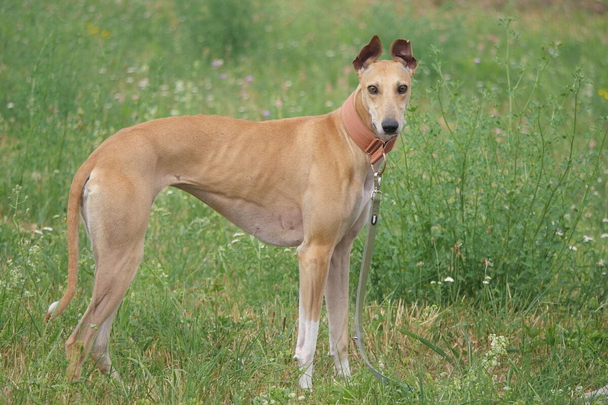 Reina, Dasha und Samira